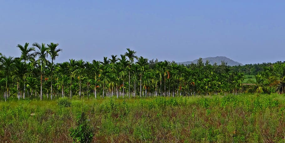 plantation, areca nut, areca palm, areca catechu, betelnut, HD wallpaper