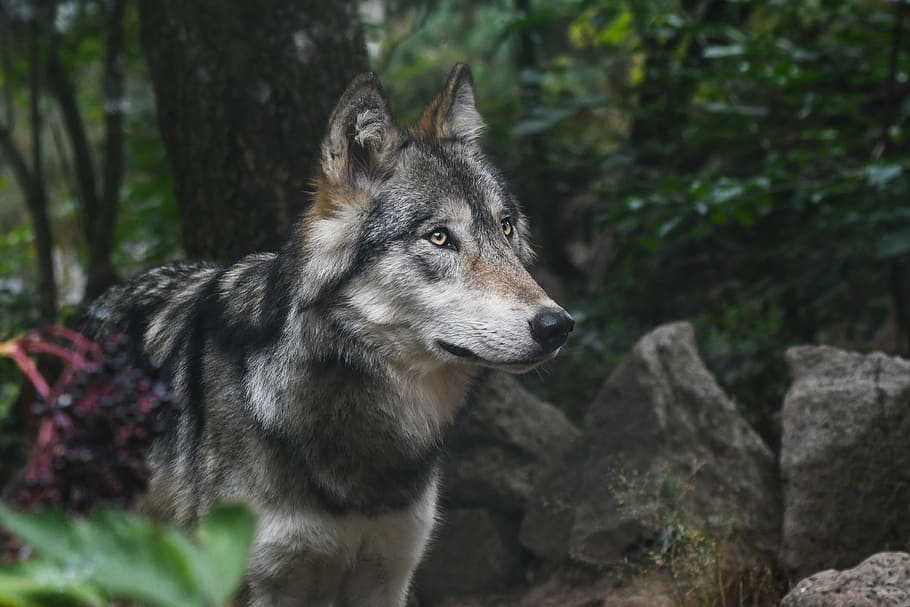 black, brown, and white wolf, predator, grey, animal, wild HD wallpaper