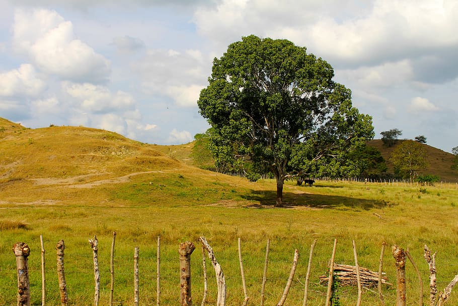 tree, nature, landscape, sky, trees, clouds, leaves, trunk HD wallpaper