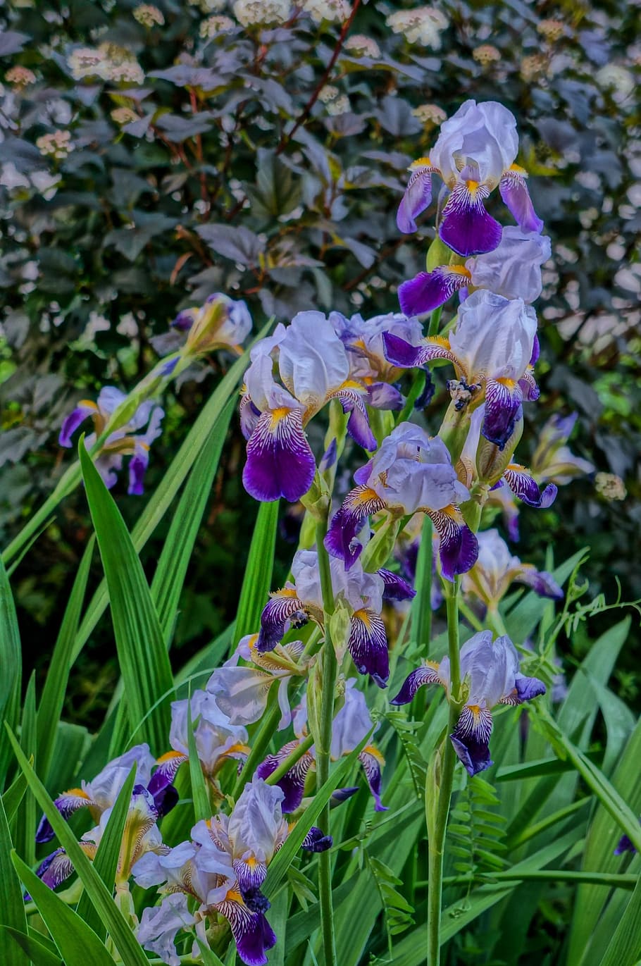 flowers, summer, iris, irises, beauty, beautiful flowers, flower bed HD wallpaper