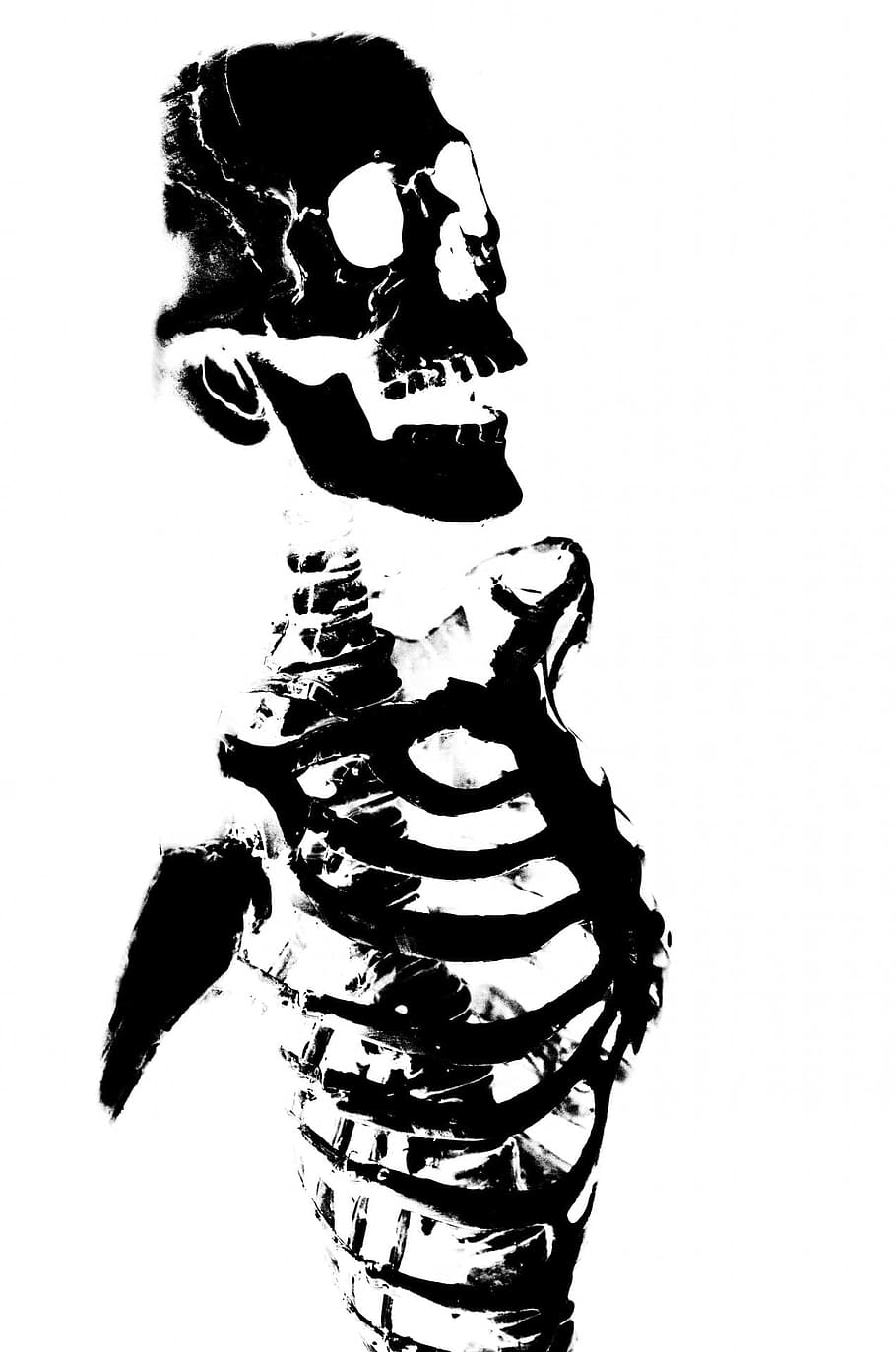 Black And White Skull Wallpapers  Wallpaper Cave