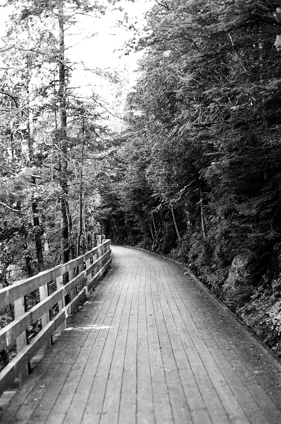 wood, path, trail, walkway, railing, forest, trees, nature HD wallpaper