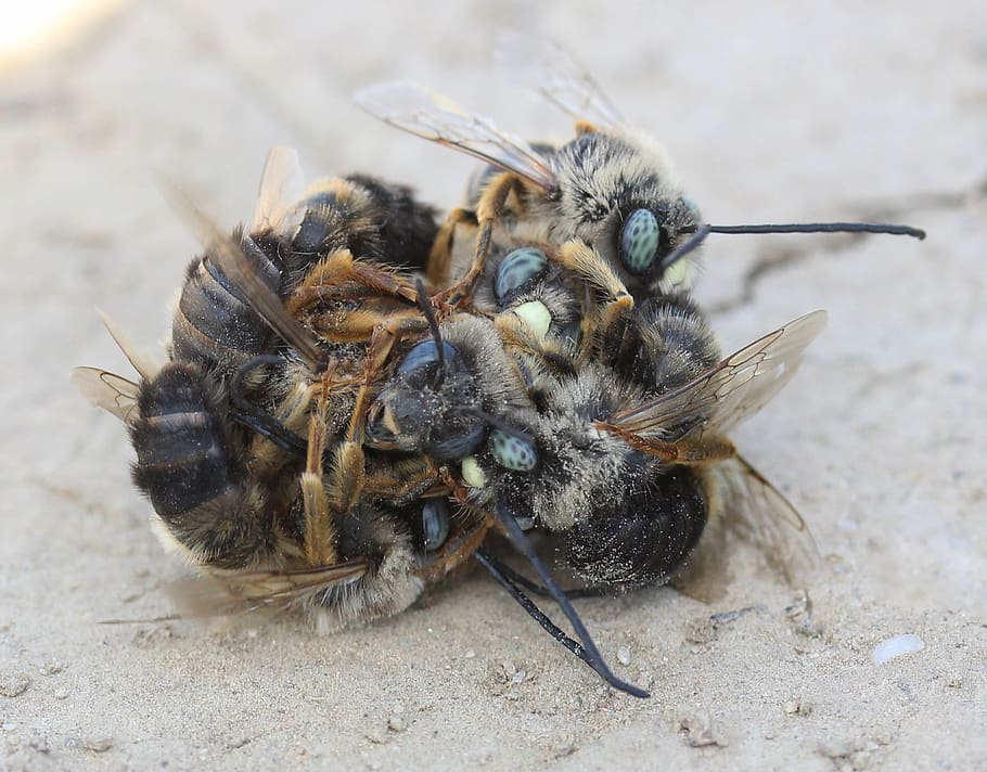 bee, struggle, insecta, flight, to kill, confrontation, animal themes HD wallpaper