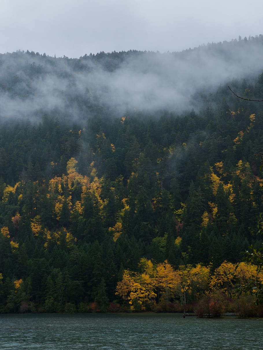 tall trees covered with smoke, landscape photo of yellow and green trees with fog HD wallpaper