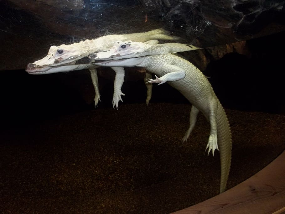alligator, aquarium, albino, carnivore, wildlife, dangerous, HD wallpaper