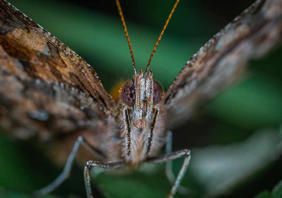 butterfly, lepidoptera, macro, close-up, no people, insect HD wallpaper