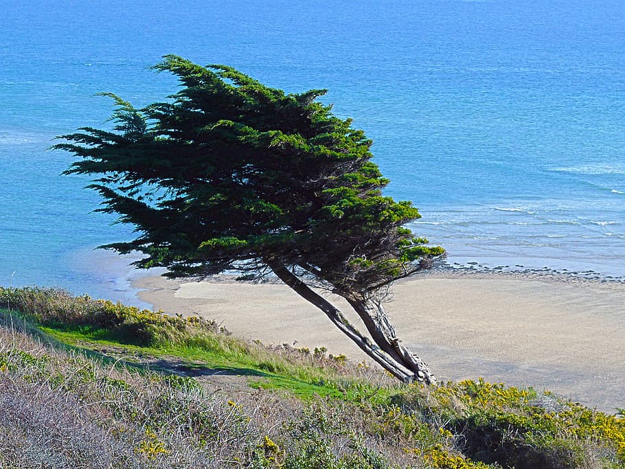 Sea, Dune, Sand, Beach, Ocean, Nature, landscape, side, shore HD wallpaper