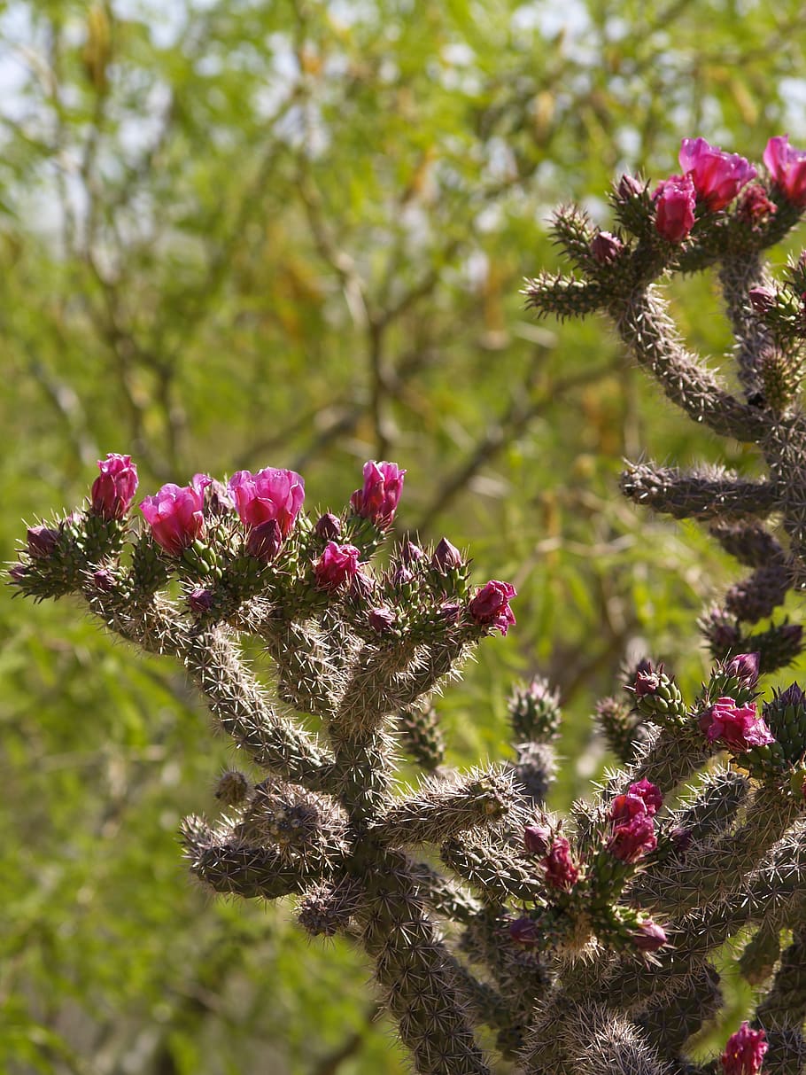cholla cactus, sonoran desert, tucson, arizona, nature, vegetation, HD wallpaper