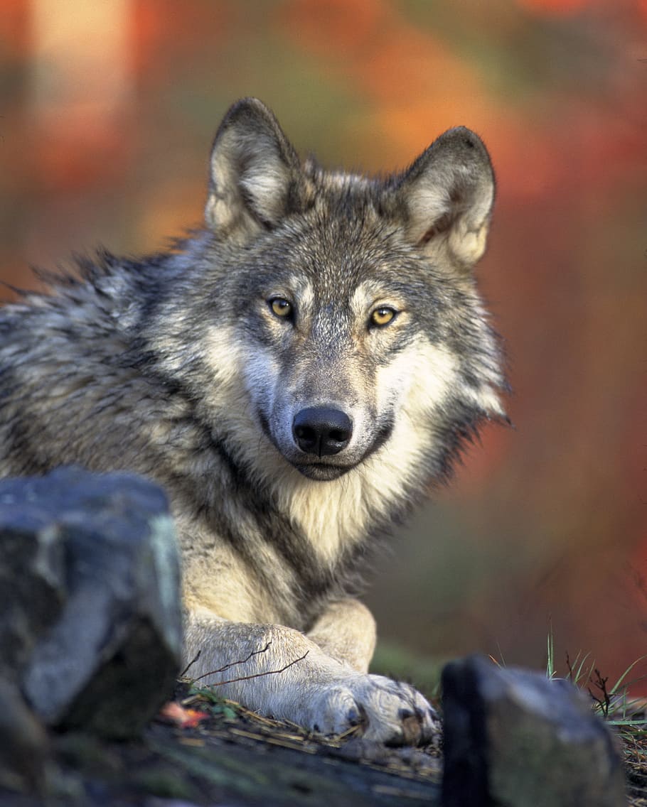 close up photography of gray wolf, predator, canidae, canis lupus, HD wallpaper
