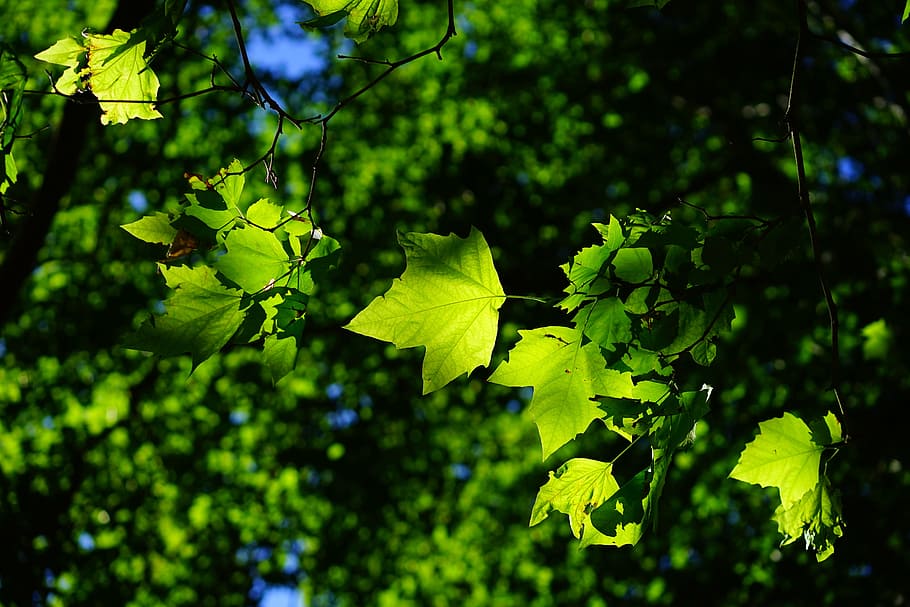 green maple leaves, plane, tree, bright, platanen leaves, leaf HD wallpaper