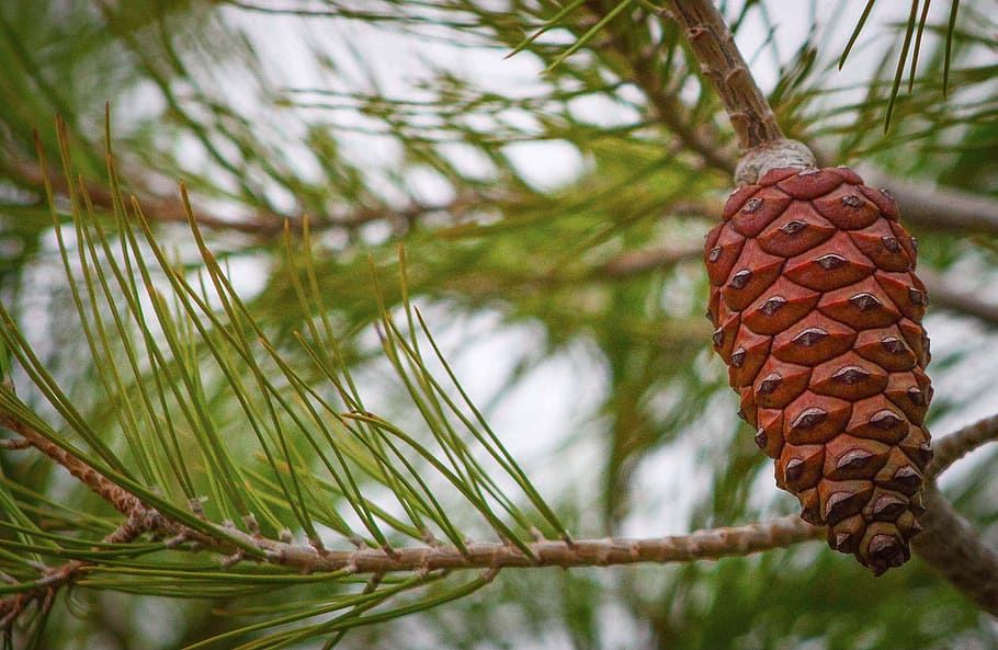 tree, branch, pineapple, trees, leaves, nature, plant, close-up HD wallpaper