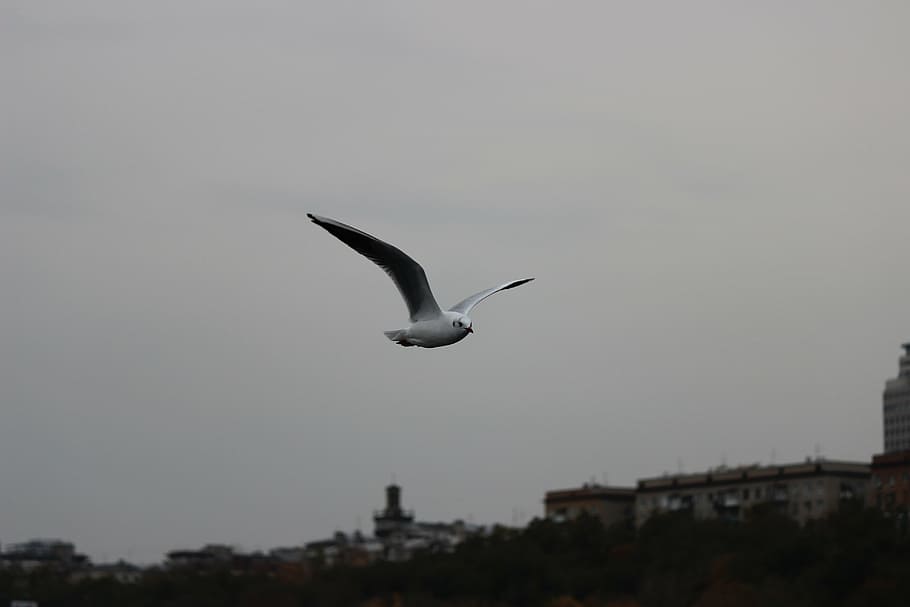 seagull, white, flight, flying, animals in the wild, vertebrate HD wallpaper