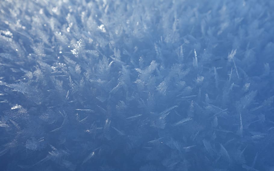 close-up photography of green plant, snow, crystal, blue, cold HD wallpaper