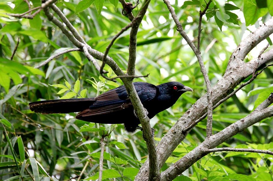 shallow focus photography of black and brown bird, mother, needs HD wallpaper
