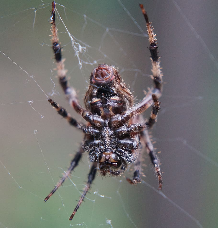 wolf spider underside, arachnid, animal, nature, brown, hunter HD wallpaper