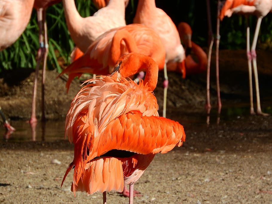 Flamingo Cuban, phoenicopterus ruber ruber, red flamingo, fluffy, HD wallpaper