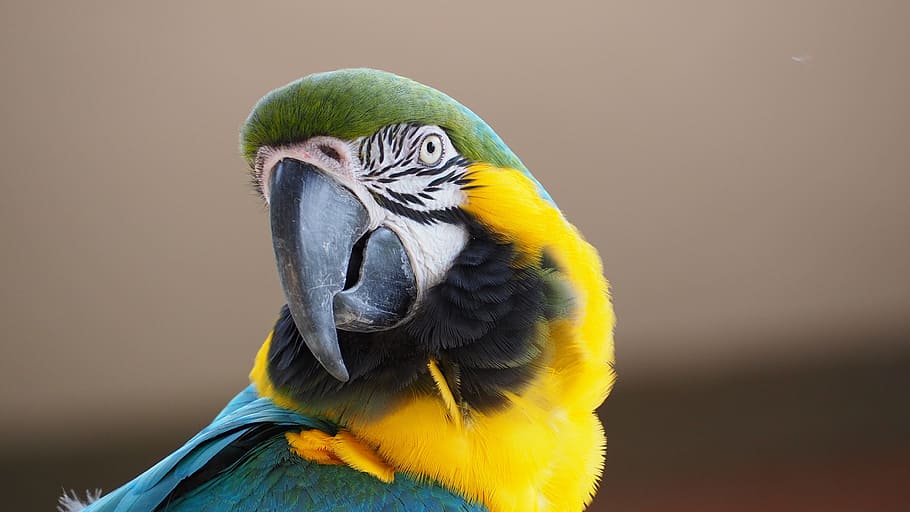 yellow, green and blue parrot on shallow photography, macaw HD wallpaper