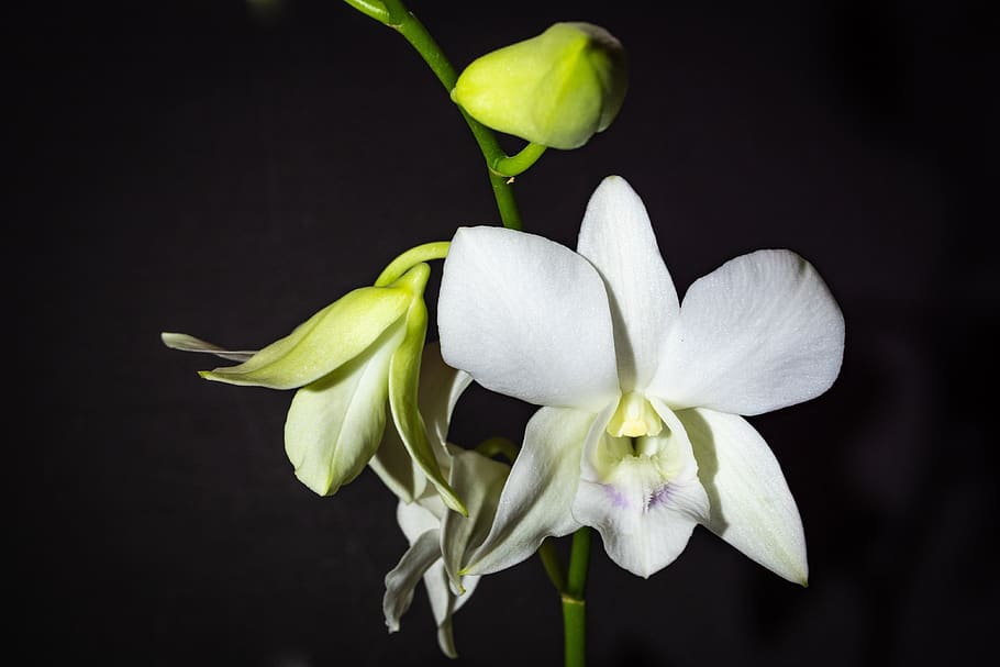 dendrobium, orchid, white, flower, spring, flowering plant, HD wallpaper