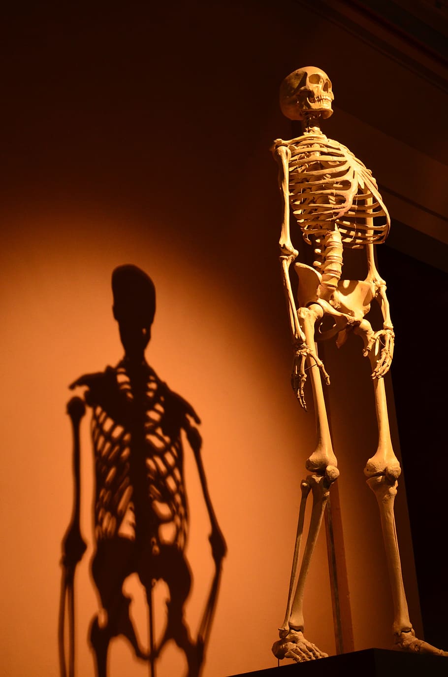 skull statue on black stand, skeleton, shadow, human, anatomy, HD wallpaper