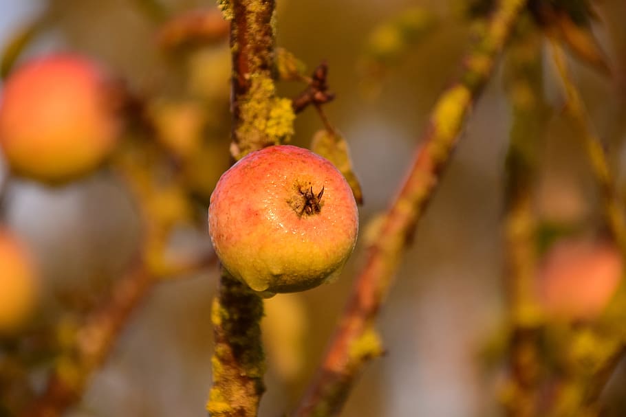 apple, apple tree, fruit, nature, red, close, food, kernobstgewaechs HD wallpaper