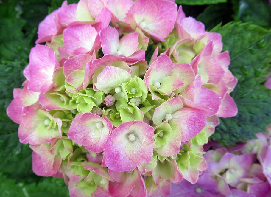 flower, hydrangea, pink, raindrop, flowering plant, vulnerability HD wallpaper