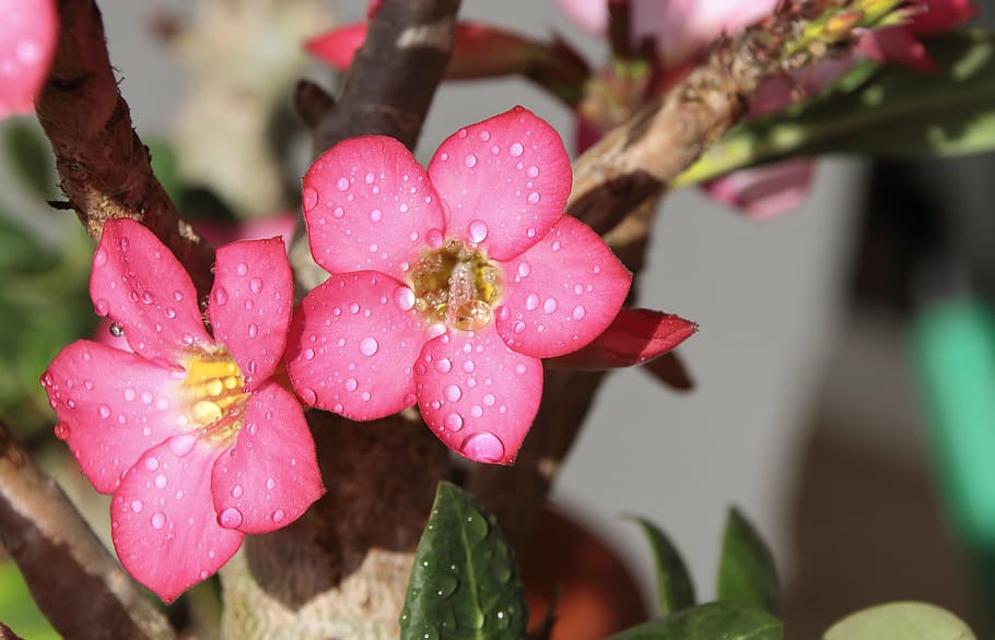 flower, rosa, desert, yellow, pink, violet, petals, flowering