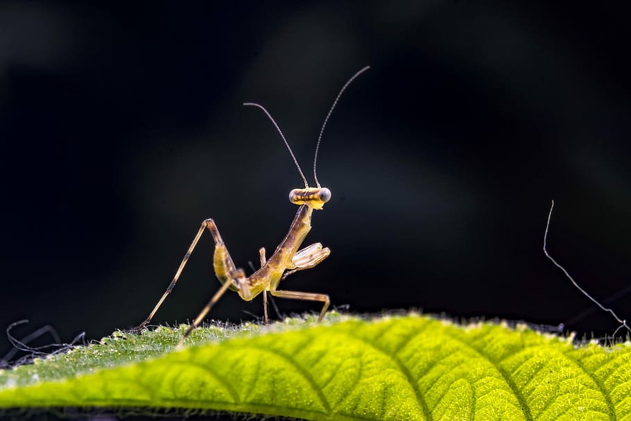 Small, Mantis, Insect, Macro, Properties, praying Mantis, nature HD wallpaper