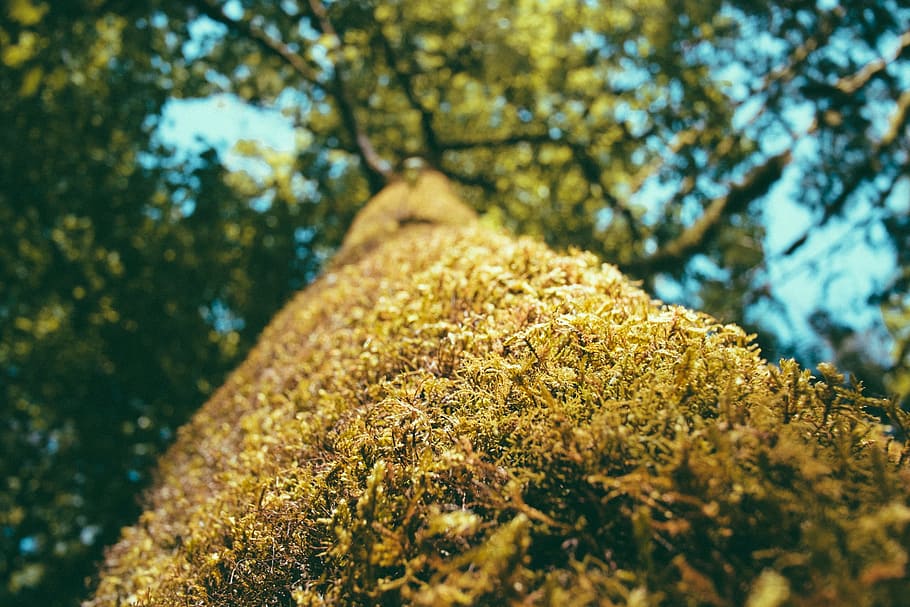 moss, tree, bark, old, nature, green, overgrown, old tree, moss covered HD wallpaper