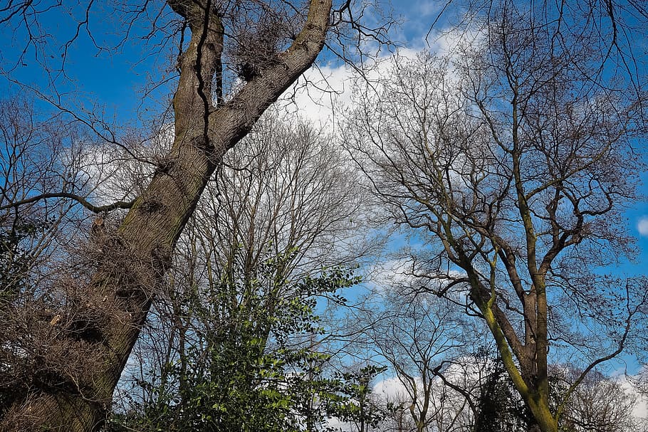 Trees, Winter, Forest, Nature, Landscape, mood, clouds, sky HD wallpaper