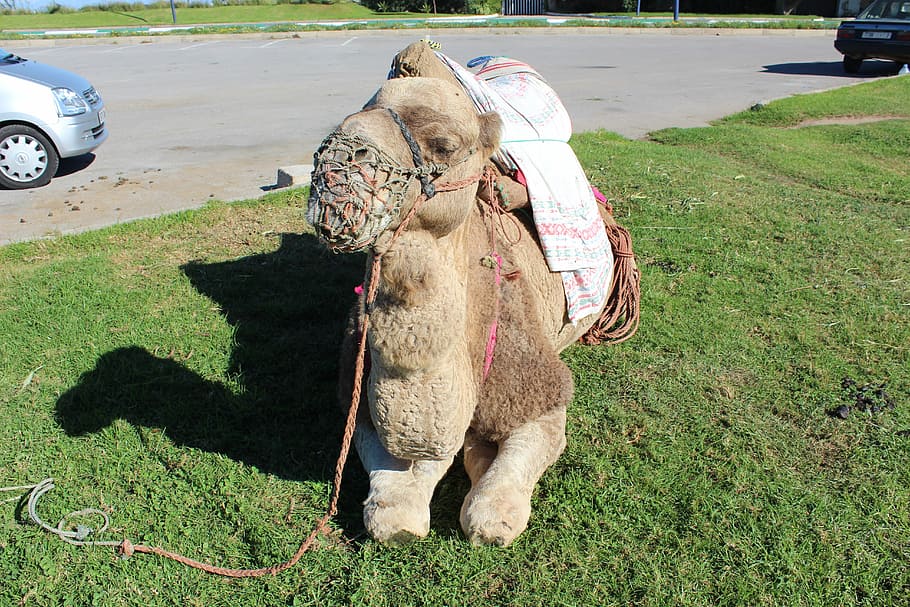 travel, morocco, camel, animal, animal themes, mammal, one animal HD wallpaper