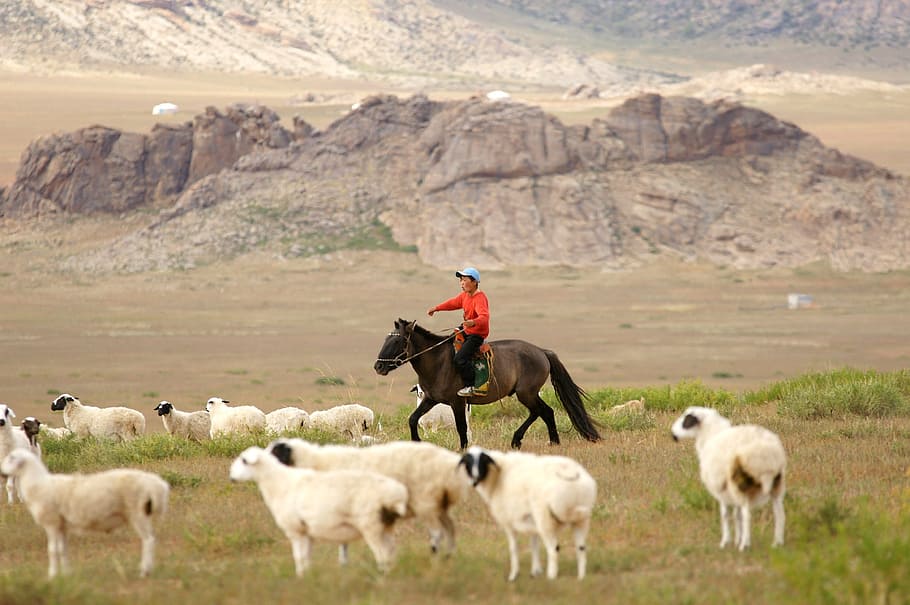 man riding brown horse surrounded by sheep, mongolia, rider, boy, HD wallpaper