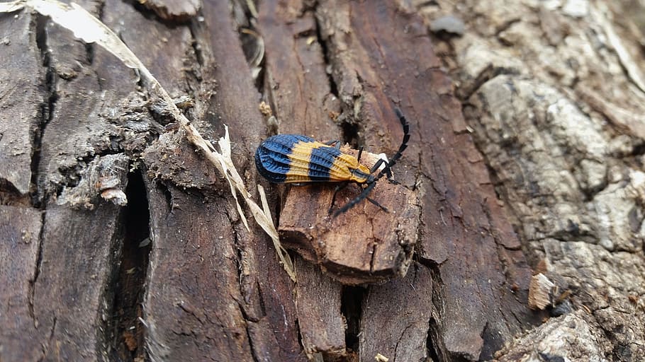 bug, nature, yellow blue, belize, animal wildlife, animals in the wild HD wallpaper
