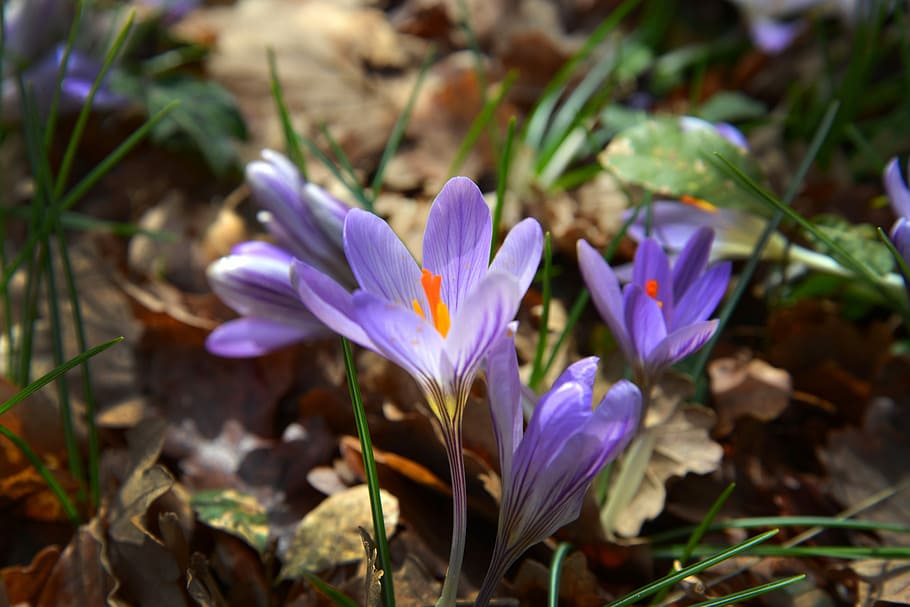 purple petal flower, crocus, violet, spring, forest, nature HD wallpaper