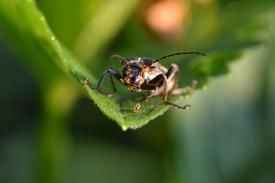 Beetle, Close, Insect, one animal, animals in the wild, animal themes HD wallpaper