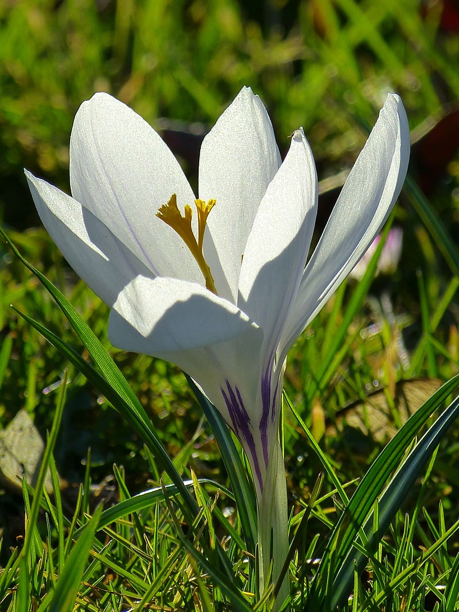 crocus, blossom, bloom, flower, spring, white, spring flower HD wallpaper