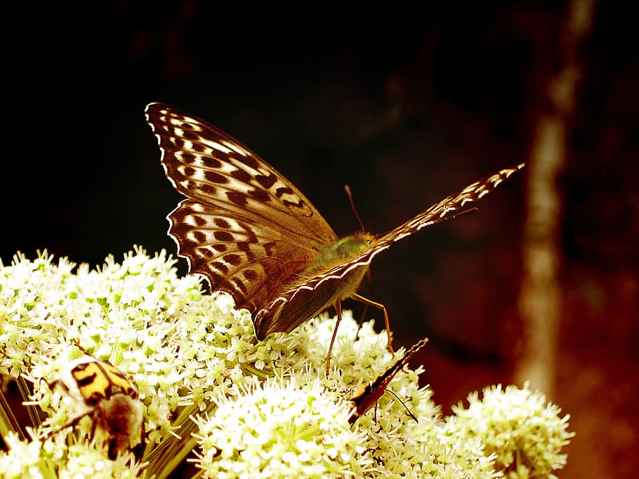 Butterfly, Insect, Wildlife, Wing, nature, flowers, summer HD wallpaper