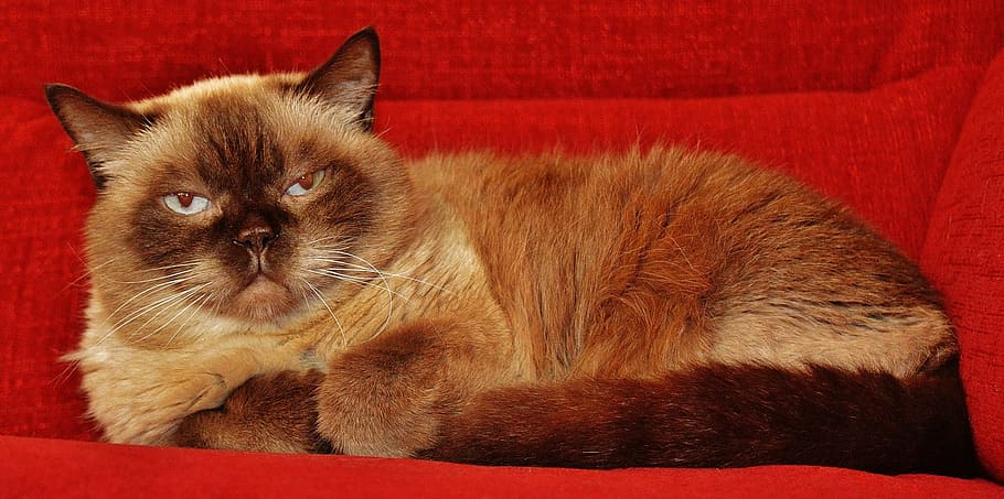beige and brown Himalayan cat on red sofa, british shorthair, HD wallpaper