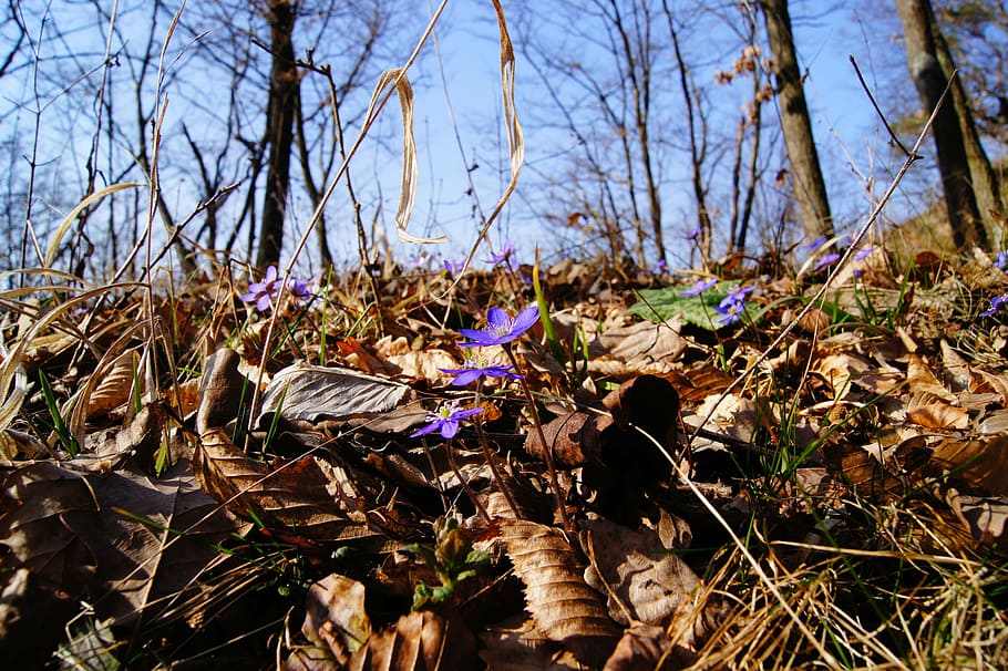 hepatica, spring, purple, blossom, bloom, flower, violet, plant HD wallpaper