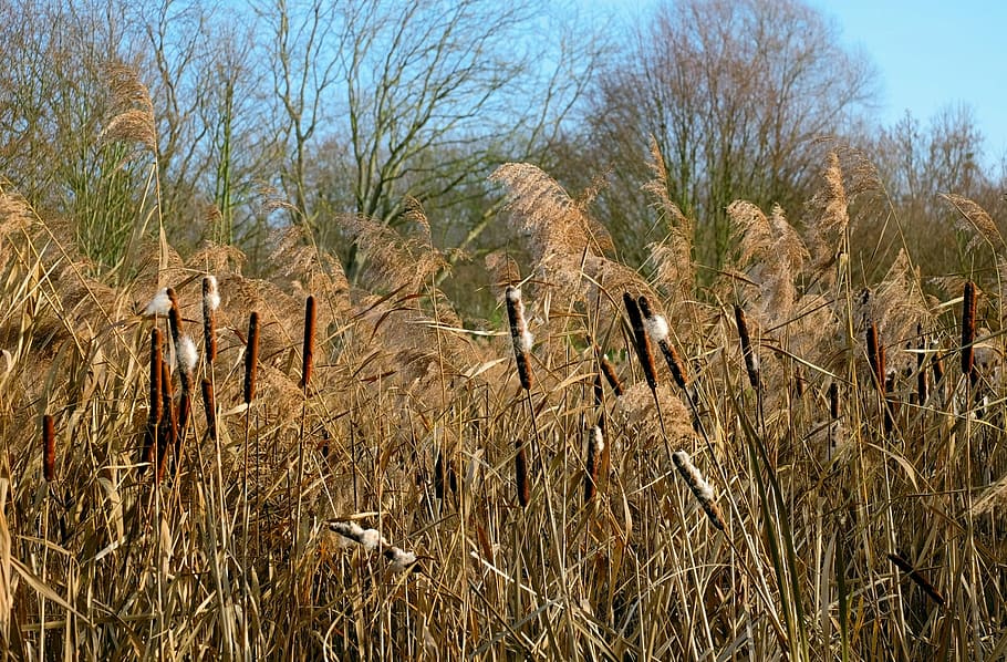 cattail, reed, plant, nature, kanonenputzer, winter, agriculture, HD wallpaper