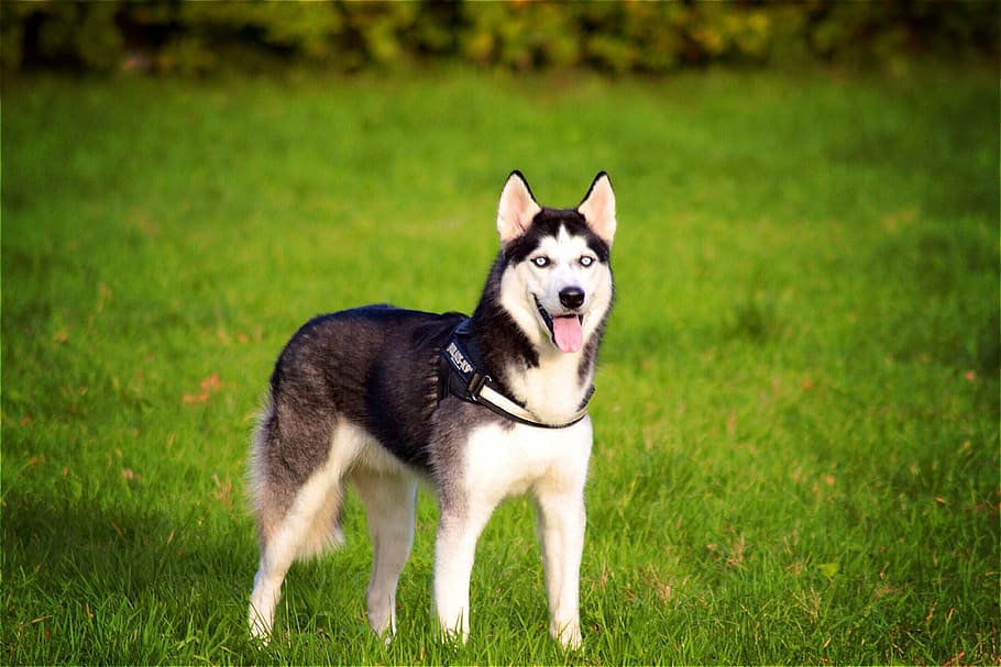 white and black Siberian husky standing on grass field, dog, pet, HD wallpaper