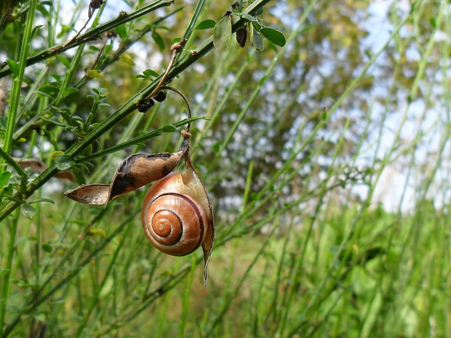 snail, house, depend on, shell, tree, forest, walk, cool, leaves, HD wallpaper