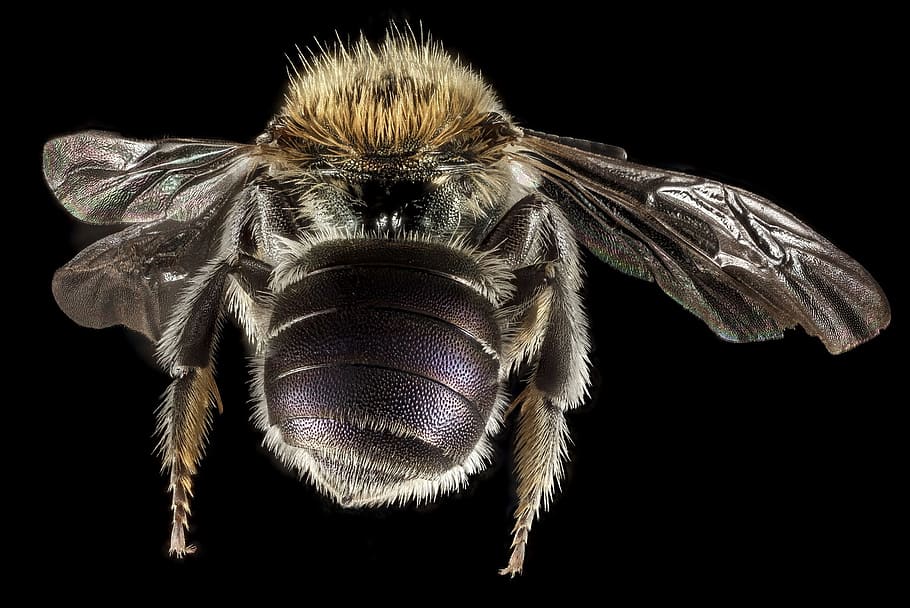 carpenter bee in close-up photography, mason bee, macro, pollinator HD wallpaper
