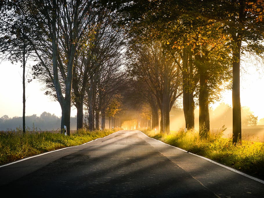 German alley, gray empty road between trees at daytime, sunset, HD wallpaper