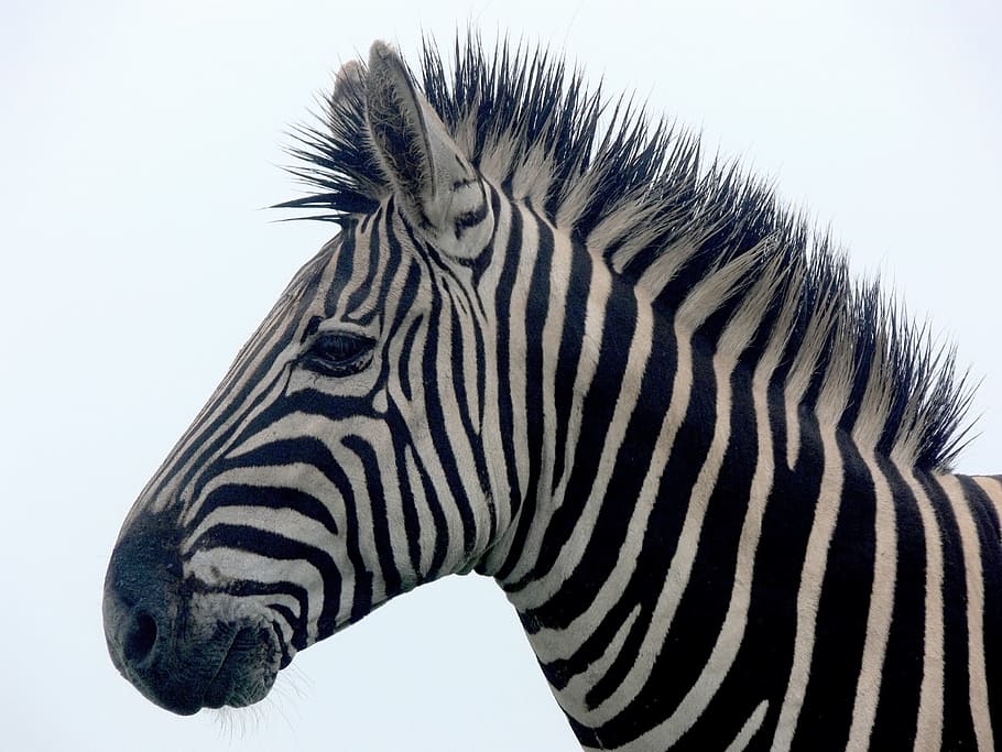portrait of zebra, stripes, isolated, mane, damp, wildlife HD wallpaper