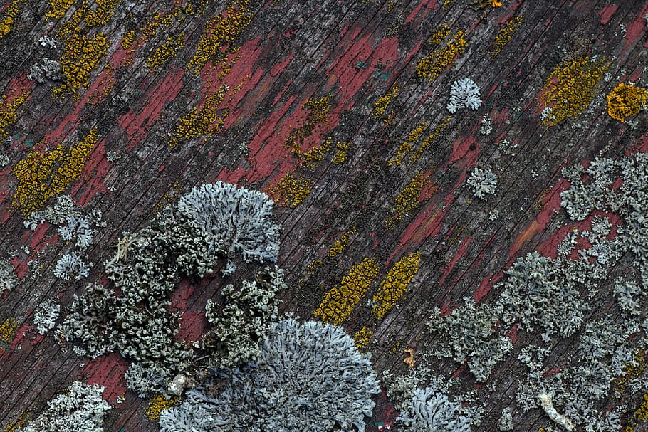 wood, background, pattern, structure, weave, old paint, plant HD wallpaper