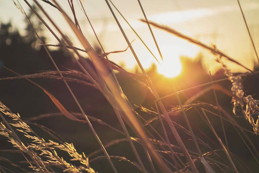 Sun shines over tall prairie grass at golden hour, selective focus photography of weath, HD wallpaper