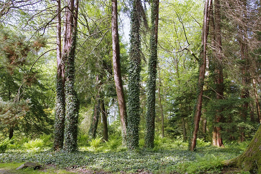 Forest, Green, Lets Go, Tree, Nature, ivy, natural, the environment HD wallpaper