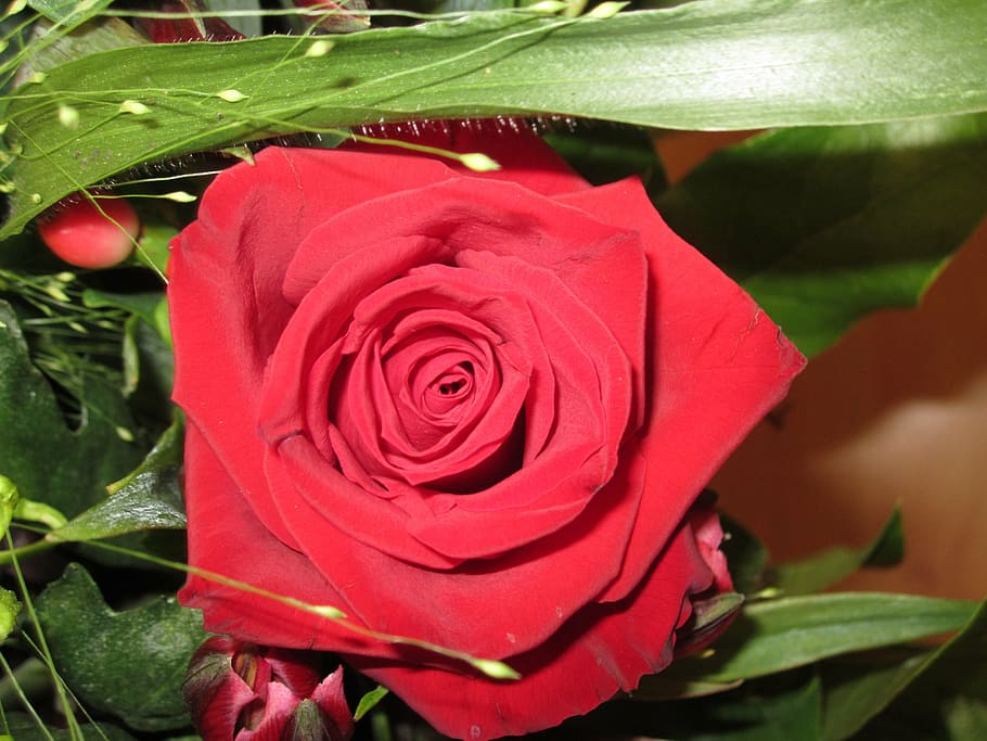 rose, red, bouquet, flower, plant, flowering plant, beauty in nature HD wallpaper
