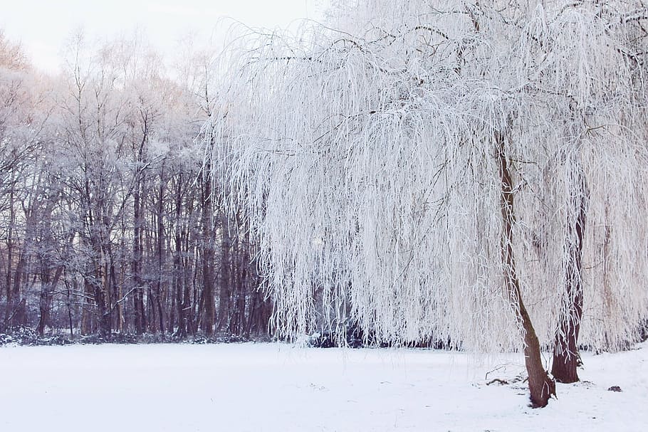 tree covered with snow during daytime, wintry, winter, landscape HD wallpaper