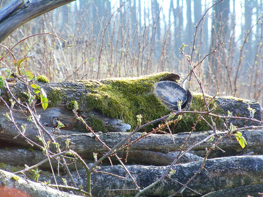 tree trunks, forest, spring, morning, sunny, plant, no people HD wallpaper